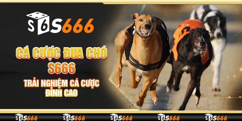 Cá cược đua chó S666 - Trải nghiệm cá cược đỉnh cao