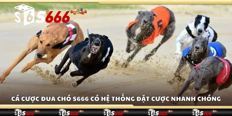 Cá cược đua chó S666 có hệ thống đặt cược nhanh chóng