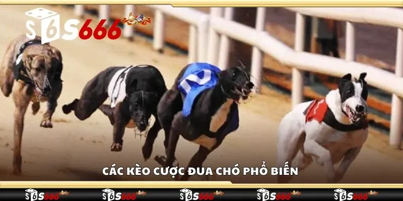 Các kèo cược đua chó phổ biến