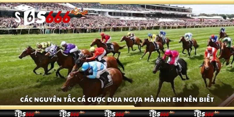 Các nguyên tắc cá cược đua ngựa mà anh em nên biết 