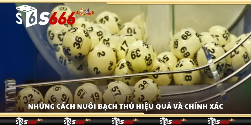 Những cách nuôi bạch thủ hiệu quả và chính xác