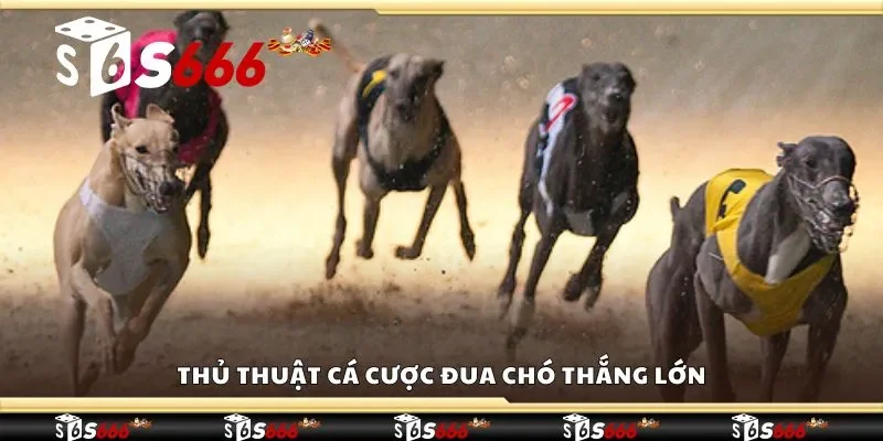 Thủ thuật cá cược đua chó thắng lớn